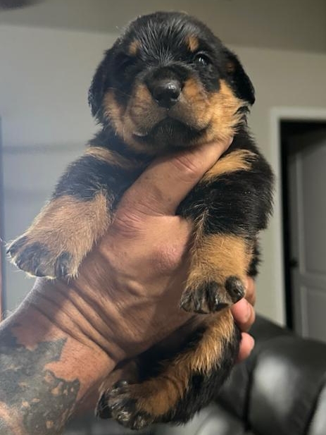 1-SARGE_3WEEKS